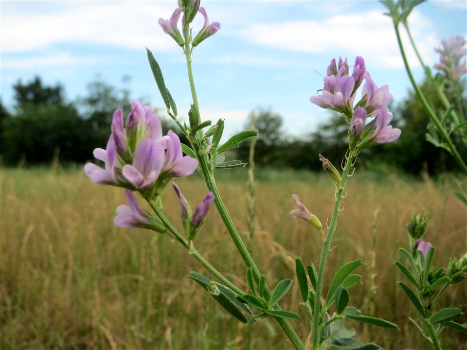 Bastard-Luzerne (Medicago × varia) auf einer Wiese zum Schutz der Haubenlerche beim Dänischen Lager bei Hockenheim