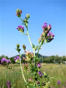 Bastard-Luzerne (Medicago × varia) am Osthafen in Saarbrücken