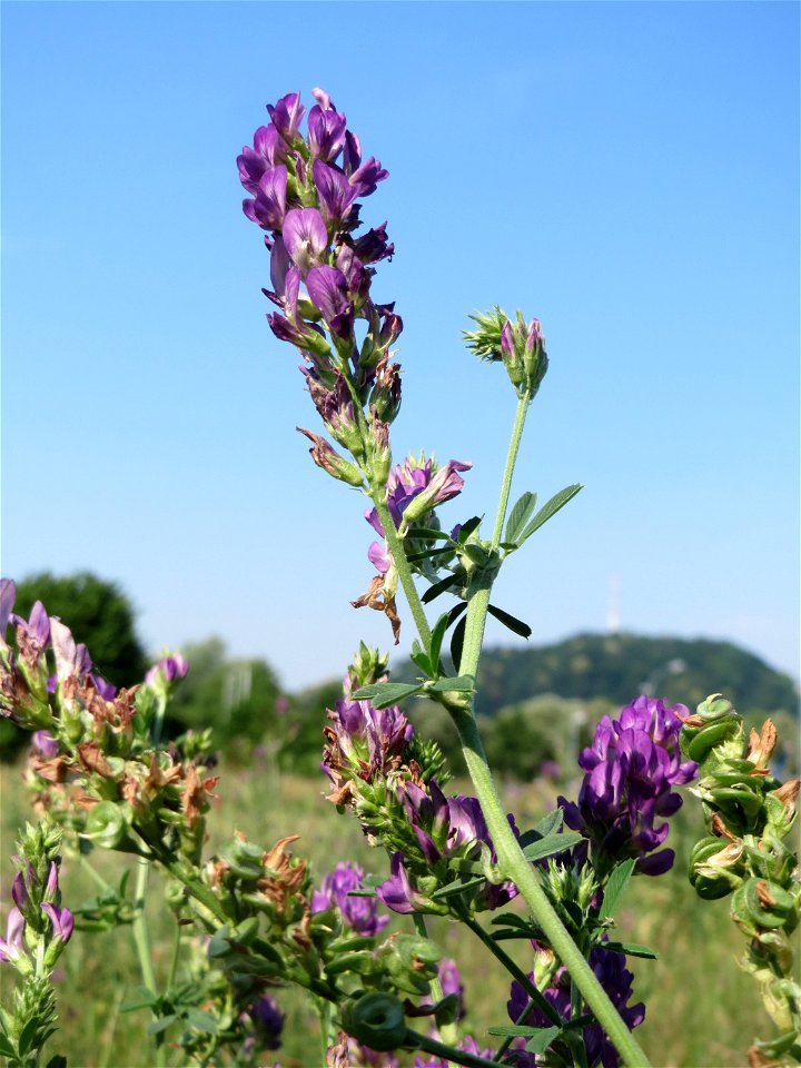 Bastard-Luzerne (Medicago × varia) am Osthafen in Saarbrücken