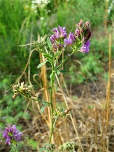 Bastard-Luzerne (Medicago × varia) in Kirschheck/Heinrichshaus