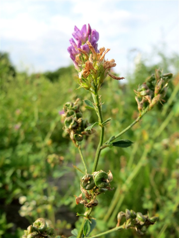 Bastard-Luzerne (Medicago × varia) in Kirschheck/Heinrichshaus