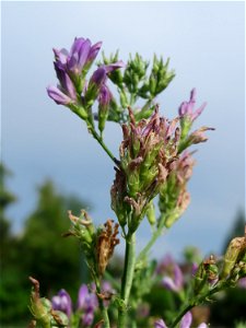 Bastard-Luzerne (Medicago × varia) auf einer Extensiv-Fläche im Gartenschaupark Hockenheim