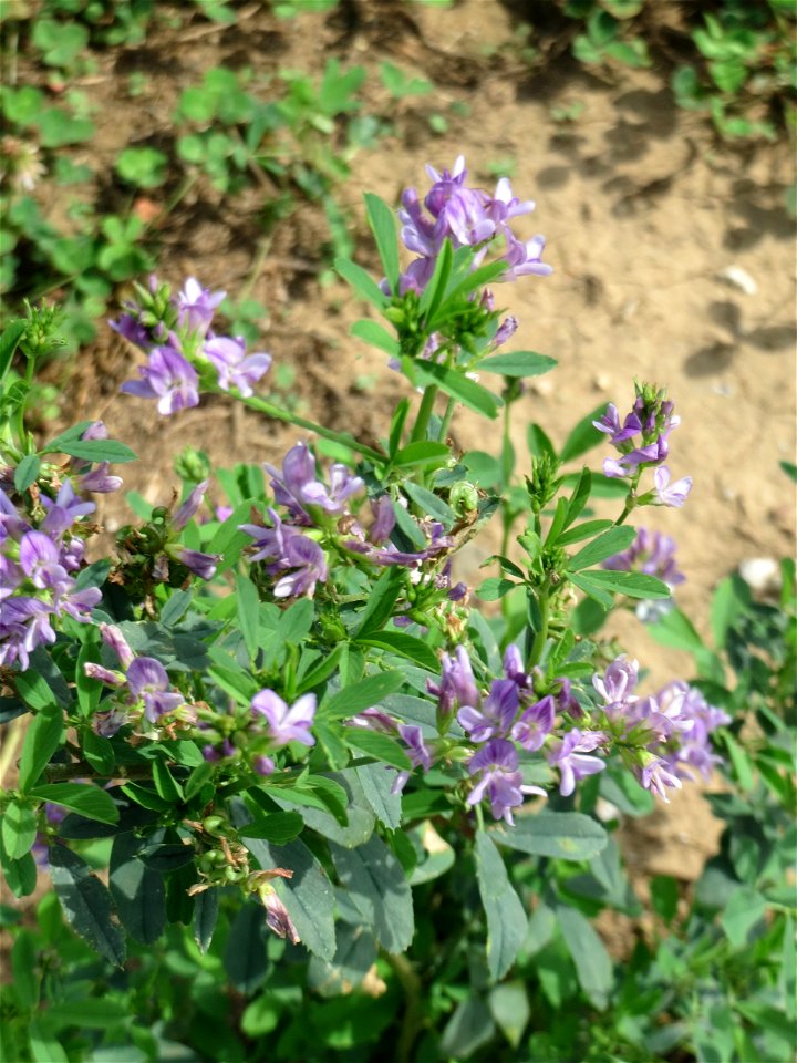 Bastard-Luzerne (Medicago × varia) auf einer halboffenen Sand-Brachfläche bei Hockenheim