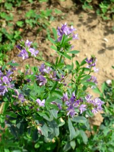 Bastard-Luzerne (Medicago × varia) auf einer halboffenen Sand-Brachfläche bei Hockenheim