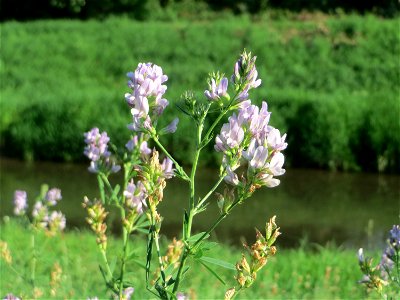 Bastard-Luzerne (Medicago × varia) am Kraichbach im Landschaftsschutzgebiet „Hockenheimer Rheinbogen“