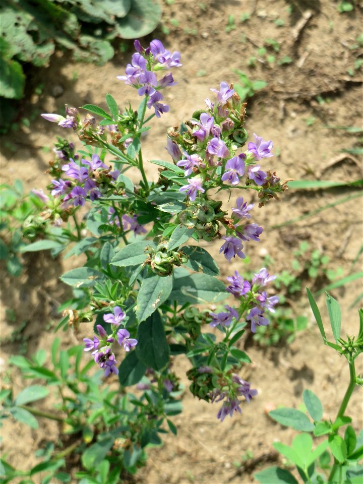 Bastard-Luzerne (Medicago × varia) auf einer halboffenen Sand-Brachfläche bei Hockenheim