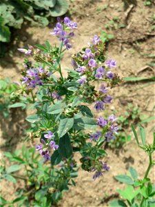 Bastard-Luzerne (Medicago × varia) auf einer halboffenen Sand-Brachfläche bei Hockenheim