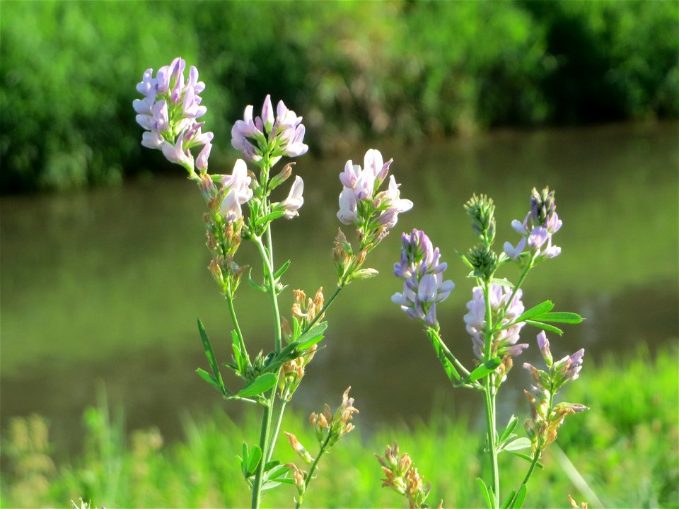 Bastard-Luzerne (Medicago × varia) am Kraichbach im Landschaftsschutzgebiet „Hockenheimer Rheinbogen“