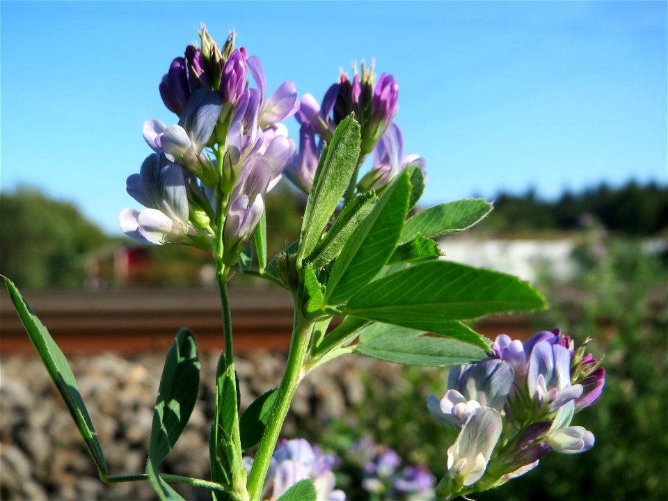 Bastard-Luzerne (Medicago × varia) an der Rheinbahn bei Oftersheim