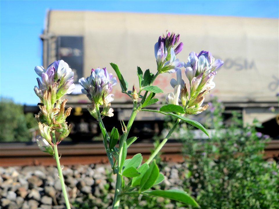 Bastard-Luzerne (Medicago × varia) an der Rheinbahn bei Oftersheim