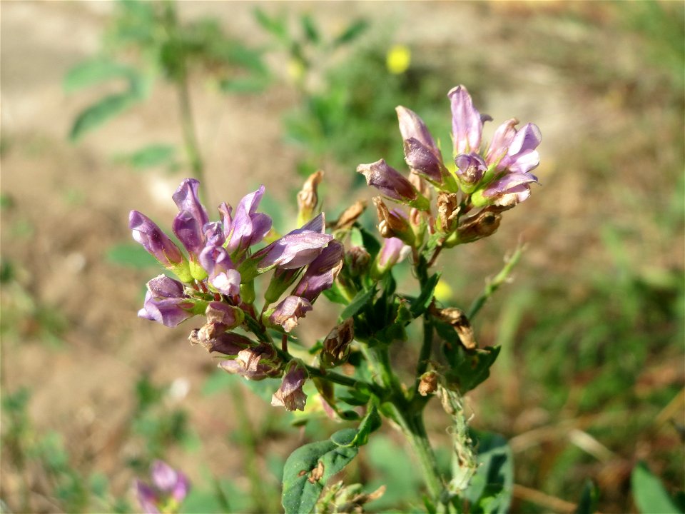Bastard-Luzerne (Medicago × varia) am „Wingertsbuckel“ bei Oftersheim, einer kleineren Binnendüne außerhalb vom Natur- und Landschaftsschutzgebiet „Oftersheimer Dünen“