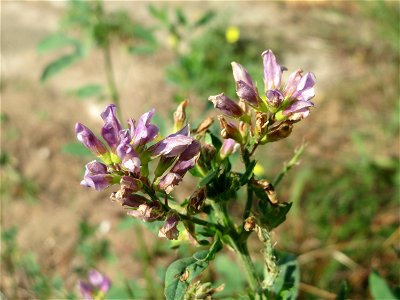 Bastard-Luzerne (Medicago × varia) am „Wingertsbuckel“ bei Oftersheim, einer kleineren Binnendüne außerhalb vom Natur- und Landschaftsschutzgebiet „Oftersheimer Dünen“