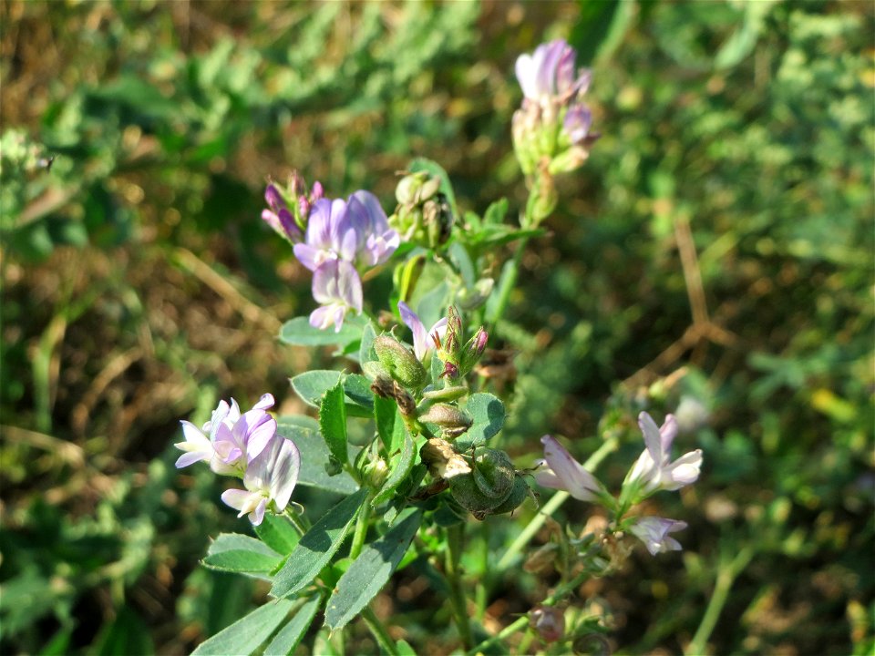 Bastard-Luzerne (Medicago × varia) am „Wingertsbuckel“ bei Oftersheim, einer kleineren Binnendüne außerhalb vom Natur- und Landschaftsschutzgebiet „Oftersheimer Dünen“