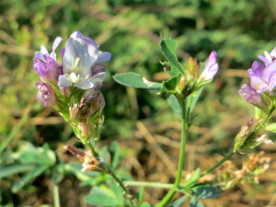 Bastard-Luzerne (Medicago × varia) am „Wingertsbuckel“ bei Oftersheim, einer kleineren Binnendüne außerhalb vom Natur- und Landschaftsschutzgebiet „Oftersheimer Dünen“