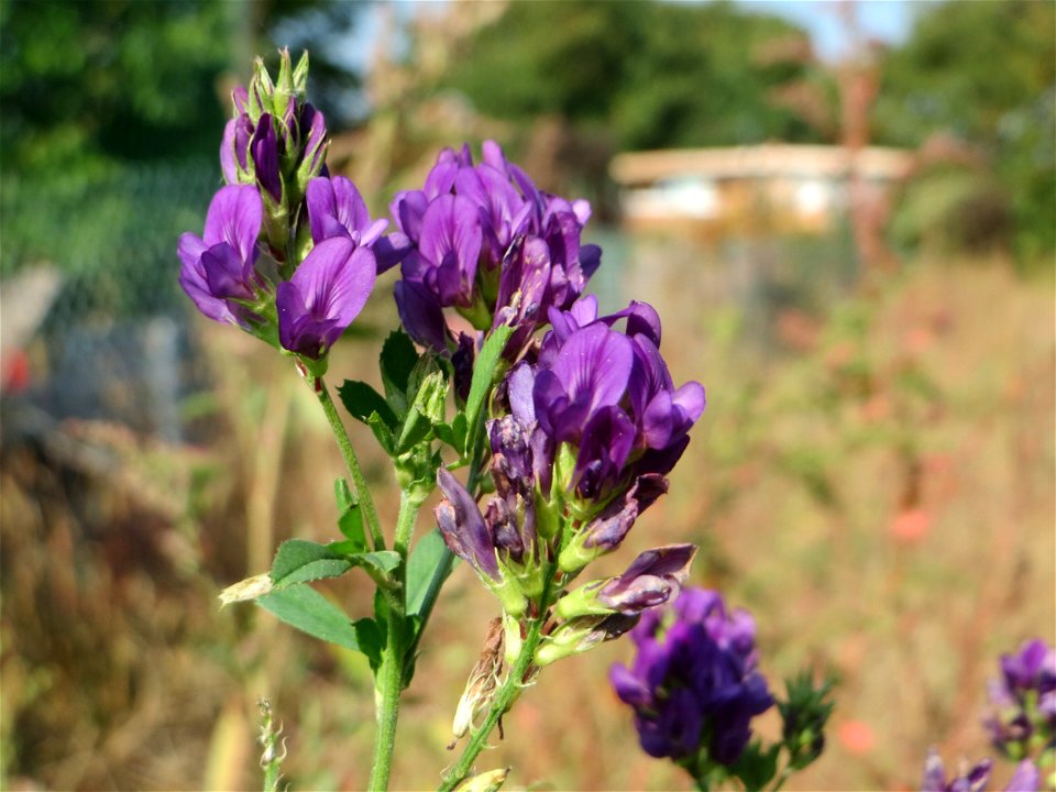 Bastard-Luzerne (Medicago × varia) am „Wingertsbuckel“ bei Oftersheim, einer kleineren Binnendüne außerhalb vom Natur- und Landschaftsschutzgebiet „Oftersheimer Dünen“