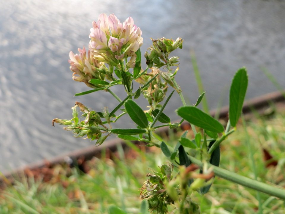 Bastard-Luzerne (Medicago × varia) an der Saar in Saarbrücken