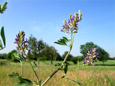 Bastard-Luzerne (Medicago × varia) in Hockenheim