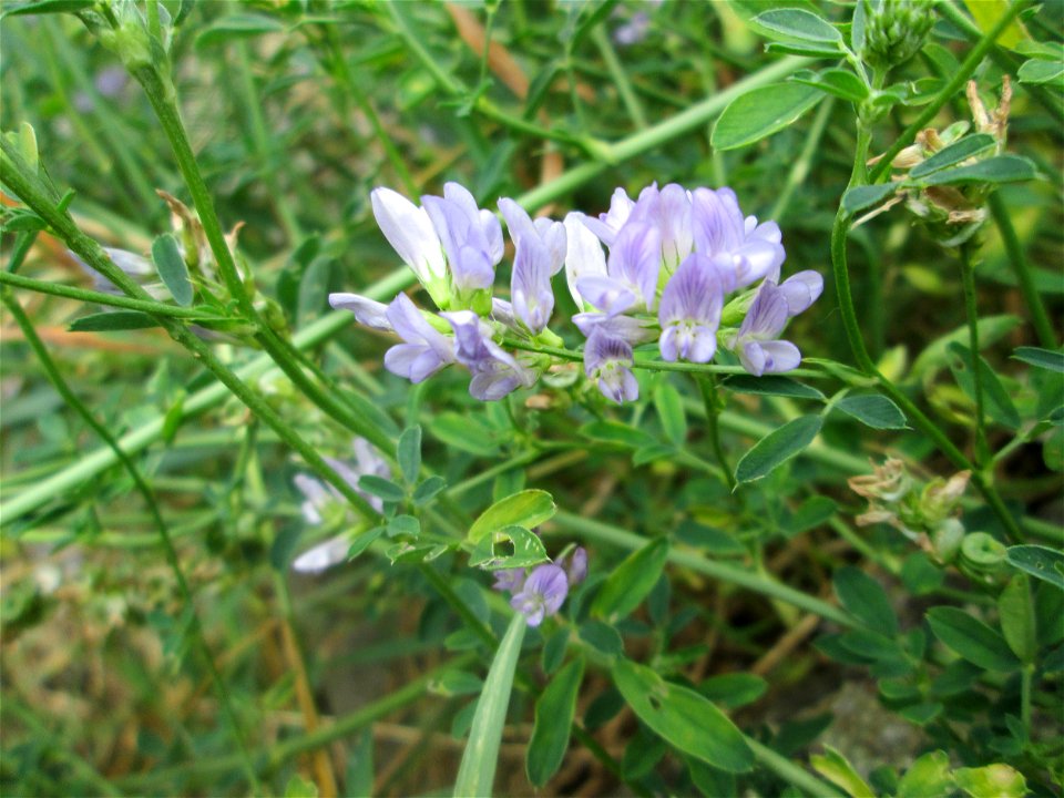 Bastard-Luzerne (Medicago × varia) am Kraichbach in Hockenheim