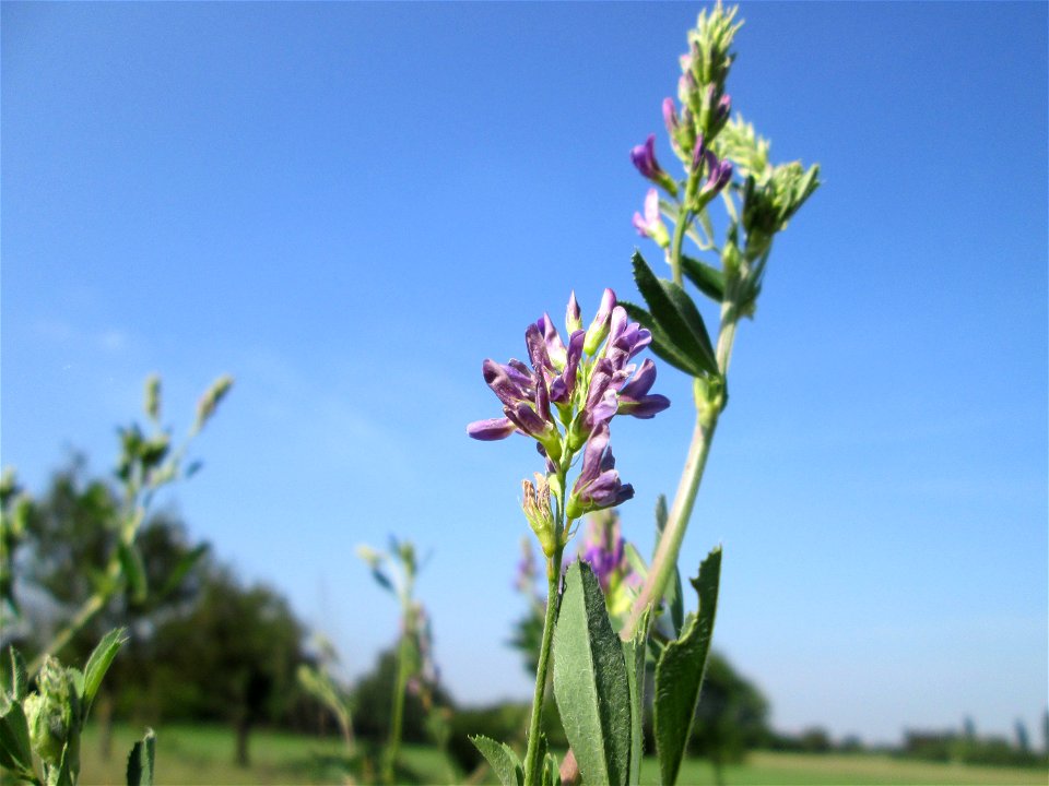 Bastard-Luzerne (Medicago × varia) in Hockenheim
