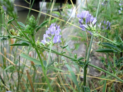 Bastard-Luzerne (Medicago × varia) am Kraichbach in Hockenheim