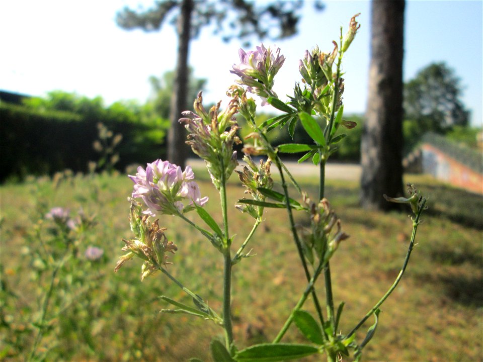 Bastard-Luzerne (Medicago × varia) im Bürgerpark Saarbrücken