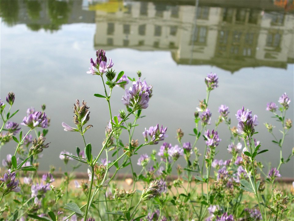 Bastard-Luzerne (Medicago × varia) an der Saar in Saarbrücken