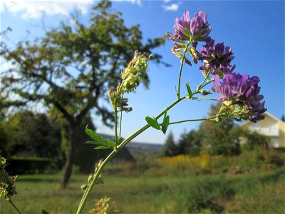 Bastard-Luzerne (Medicago × varia) in Auersmacher