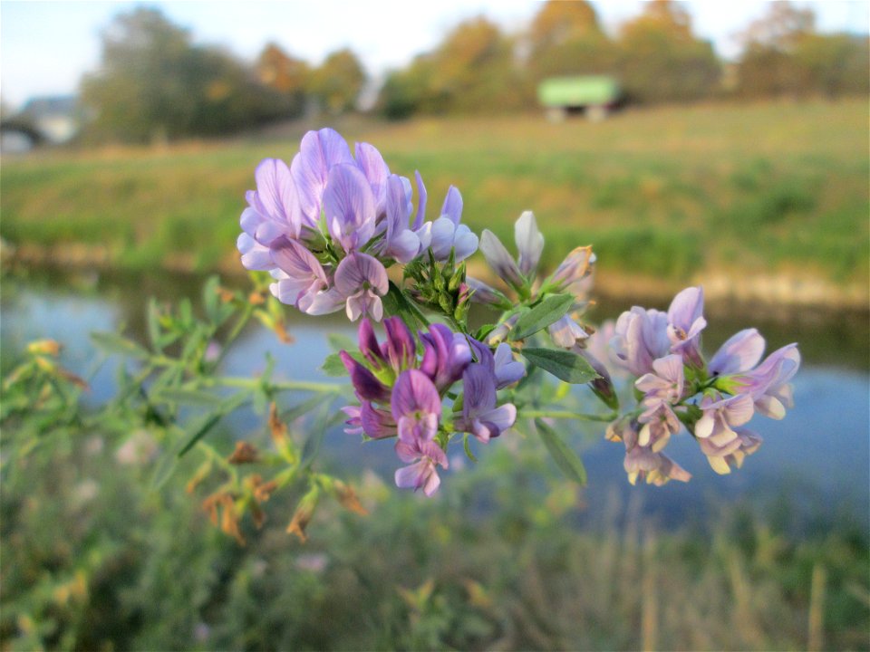 Bastard-Luzerne (Medicago × varia) am Kraichbach in Hockenheim