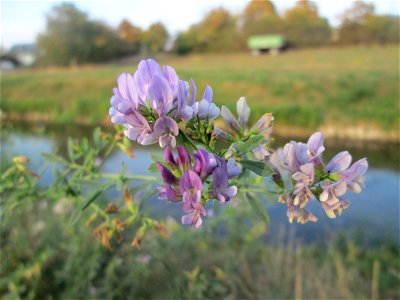 Bastard-Luzerne (Medicago × varia) am Kraichbach in Hockenheim