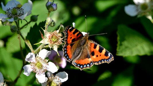 England garden wildlife