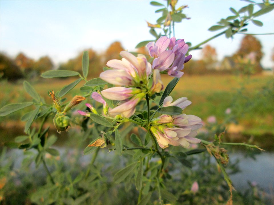 Bastard-Luzerne (Medicago × varia) am Kraichbach in Hockenheim