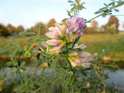 Bastard-Luzerne (Medicago × varia) am Kraichbach in Hockenheim