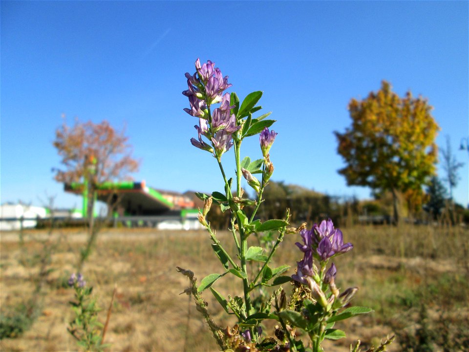 Bastard-Luzerne (Medicago × varia) auf einem Sandplatz in Hockenheim