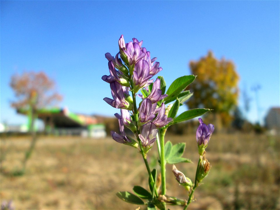 Bastard-Luzerne (Medicago × varia) auf einem Sandplatz in Hockenheim
