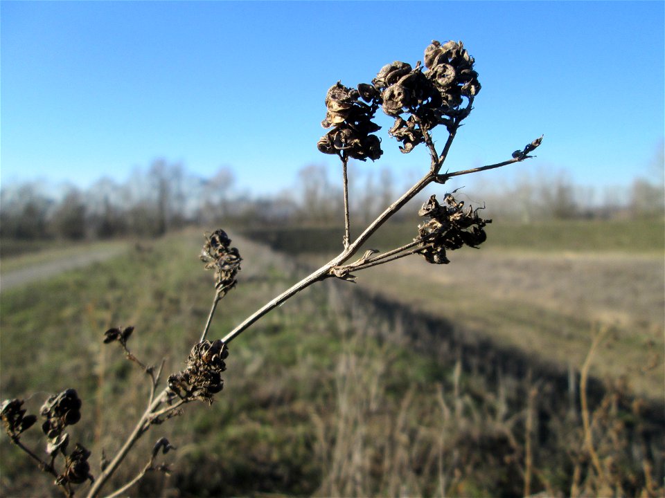 Bastard-Luzerne (Medicago × varia) bei Mechtersheim - an den schneckenförmigen Früchten eindeutig als Medicago zu erkennen