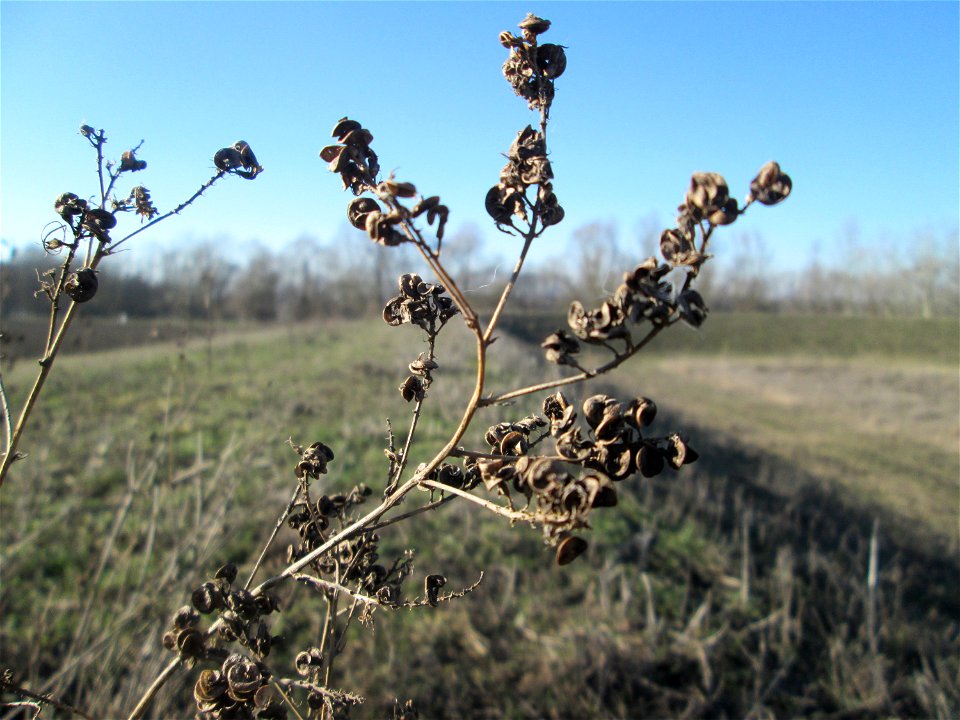 Bastard-Luzerne (Medicago × varia) bei Mechtersheim - an den schneckenförmigen Früchten eindeutig als Medicago zu erkennen