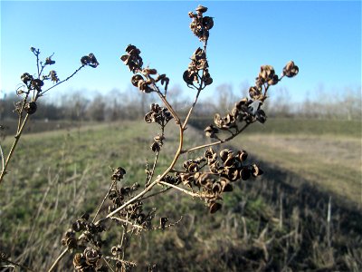 Bastard-Luzerne (Medicago × varia) bei Mechtersheim - an den schneckenförmigen Früchten eindeutig als Medicago zu erkennen