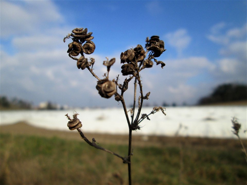 Bastard-Luzerne (Medicago × varia) an den Oftersheimer Dünen