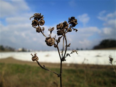 Bastard-Luzerne (Medicago × varia) an den Oftersheimer Dünen