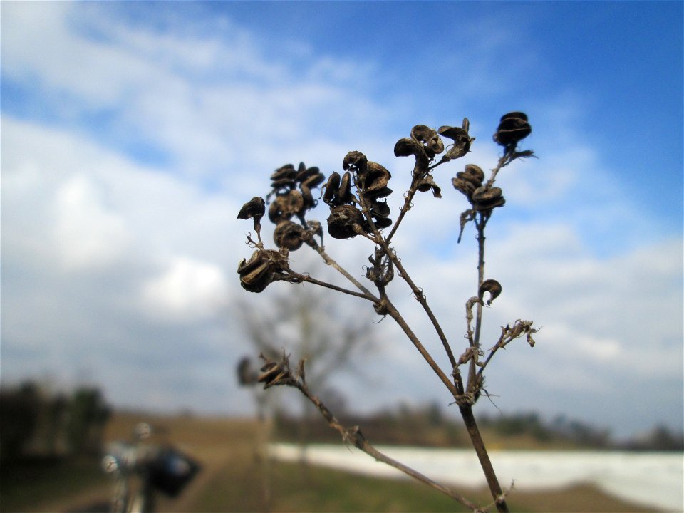 Bastard-Luzerne (Medicago × varia) an den Oftersheimer Dünen