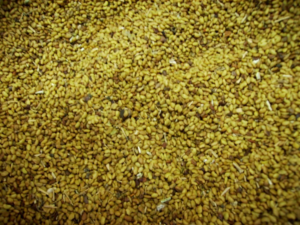 Image:Alfalfa seeds.jpg
My own work .october 6, 2006

Alfalfa seeds from Manresa, Cooperativa de Salelles, Catalonia
