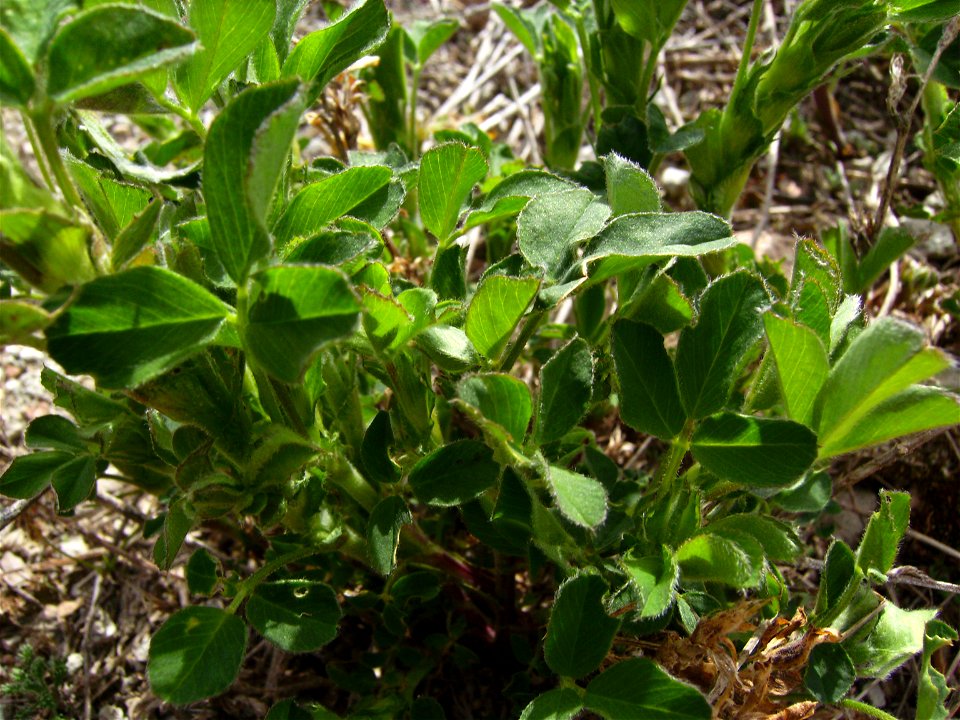 Alfalfa plants (Catalonia)