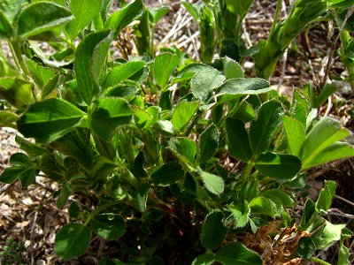 Alfalfa plants (Catalonia)