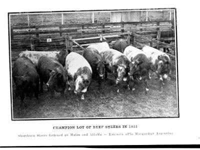 Champion Lot of Beef Steers in 1931 - Shorthorn steers fattened on Maize and Alfalfa