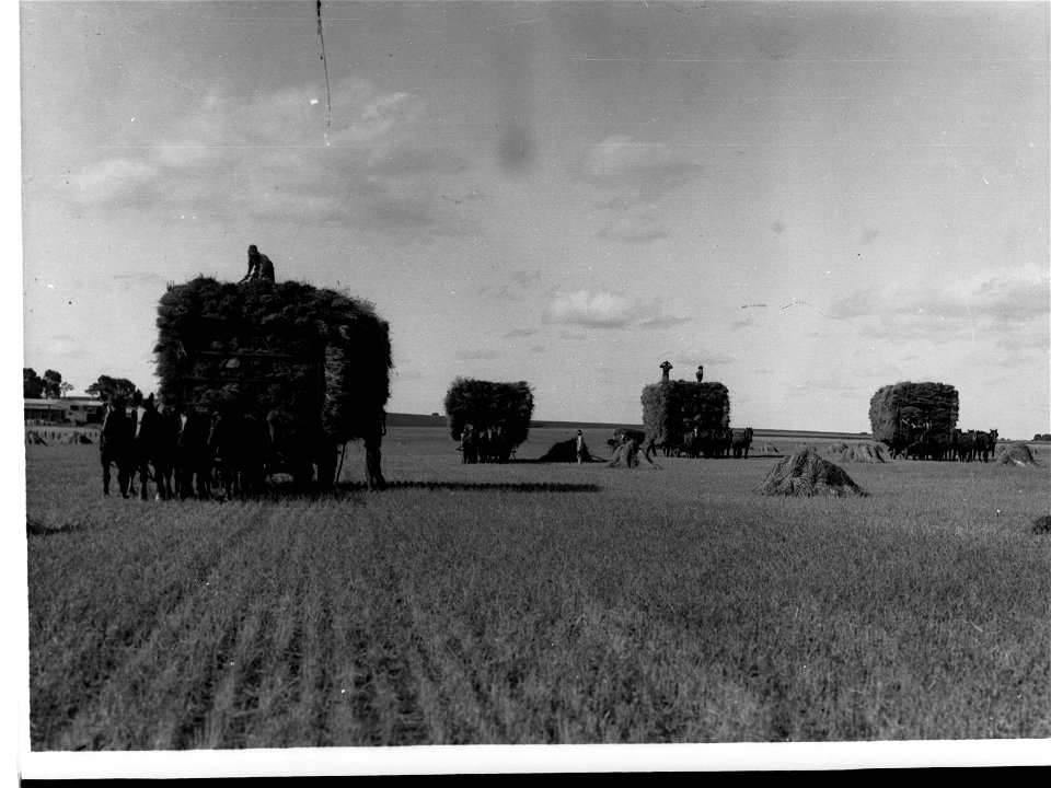 Horse Drawn Waggons Loaded With Lucerne in a Paddock