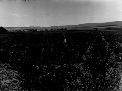 Lucerne Field at Murray Bridge photo