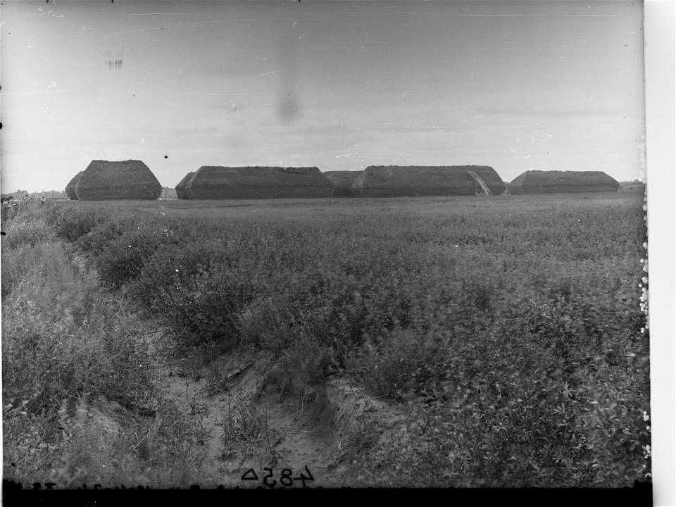 Lucerne Paddocks and Stacks at Cobdogla