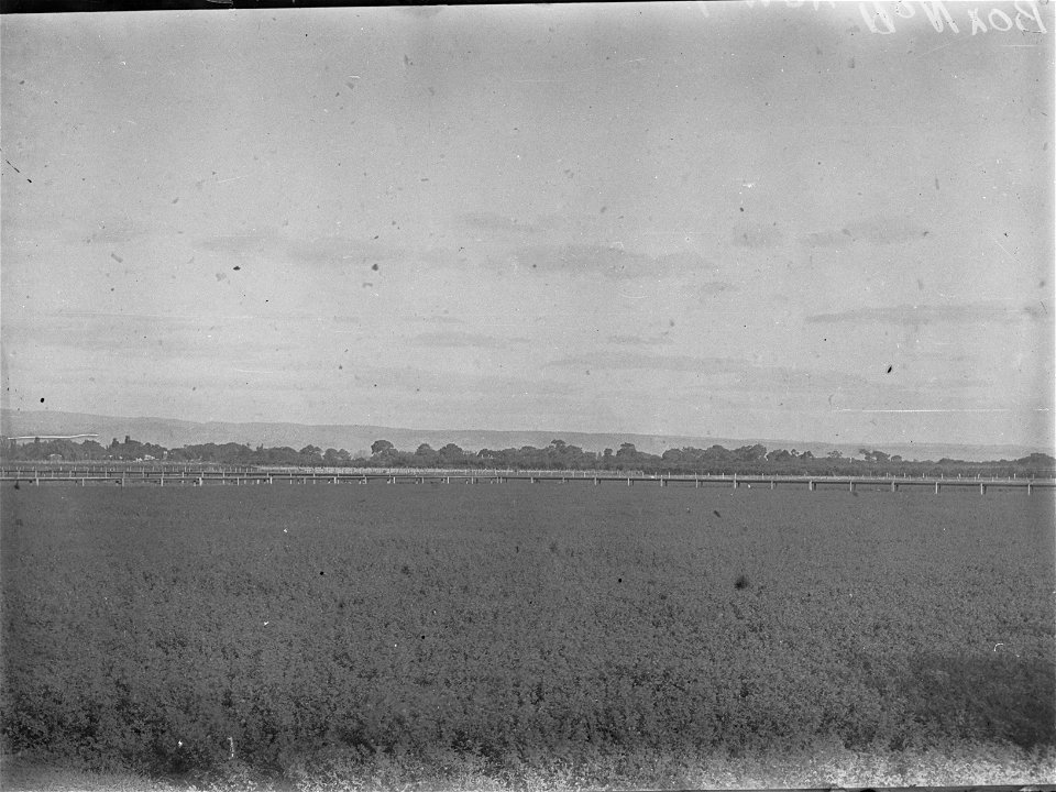 Lucerne crop at Wood's Point (private reclaimed swamp) owned by Morphett Bros