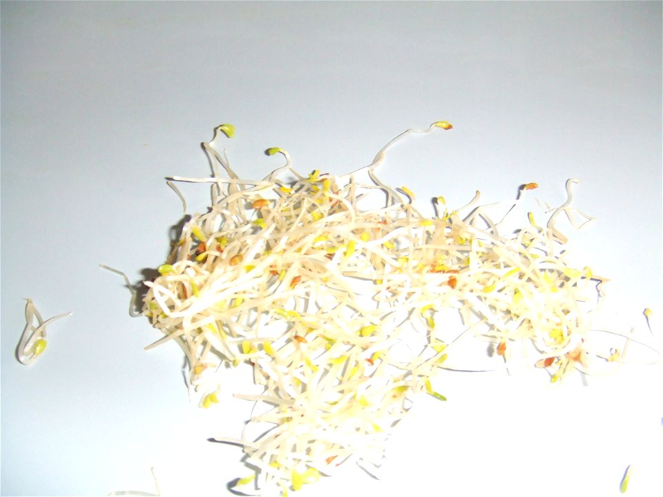 Alfalfa sprouts bought at Bas van der Heijden supermarket, Schiedamseweg, Rotterdam