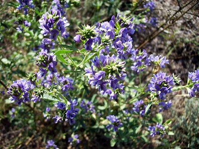 Image:Medicago sativa Alfals006.jpg My own work Casteltallat, Catalonia. September 4 2006 photo